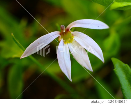 初夏の荒川河川敷に咲くミゾカクシの白い花 初夏の荒川河川敷に咲くミゾカクシの白い花 126840634