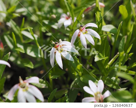 初夏の荒川河川敷に咲くミゾカクシの白い花 126840637