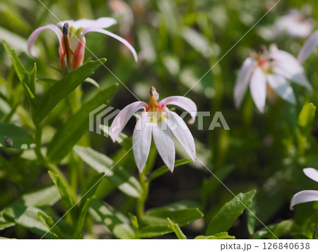 初夏の荒川河川敷に咲くミゾカクシの白い花 126840638