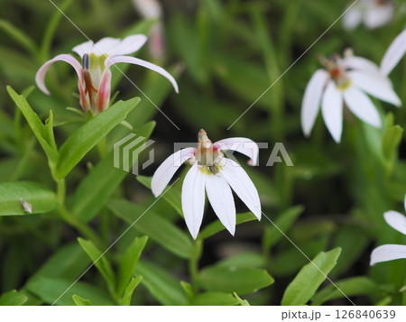 初夏の荒川河川敷に咲くミゾカクシの白い花 126840639