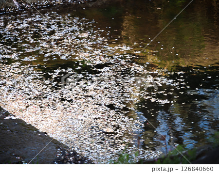 川面に浮かぶ桜の花びら 川面に浮かぶ桜の花びら 126840660