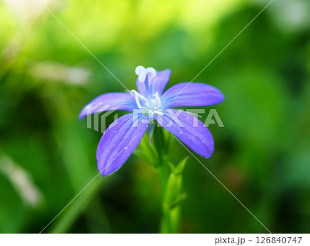 初夏の荒川河川敷に咲くヒナキキョウソウの紫の花 126840747