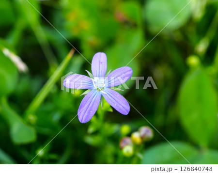初夏の荒川河川敷に咲くヒナキキョウソウの紫の花 初夏の荒川河川敷に咲くヒナキキョウソウの紫の花 126840748
