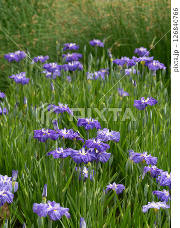満開に咲く青紫の花菖蒲 縦位置 満開に咲く青紫の花菖蒲 縦位置 126840766