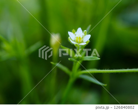 初夏の荒川河川敷に咲くツメクサの小さな白い花 初夏の荒川河川敷に咲くツメクサの小さな白い花 126840802