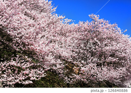 南足柄市一ノ堰ハラネの桜 126840886