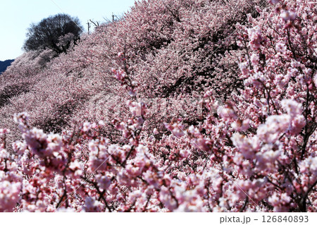 南足柄市一ノ堰ハラネの桜 南足柄市一ノ堰ハラネの桜 126840893