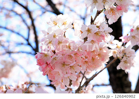 南足柄市一ノ堰ハラネの桜 南足柄市一ノ堰ハラネの桜 126840902