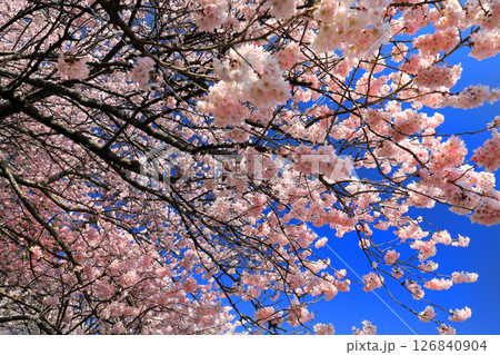 南足柄市一ノ堰ハラネの桜 南足柄市一ノ堰ハラネの桜 126840904