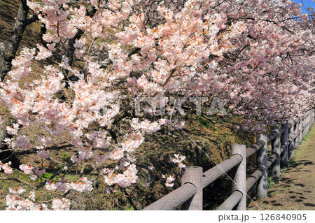 南足柄市一ノ堰ハラネの桜 南足柄市一ノ堰ハラネの桜 126840905