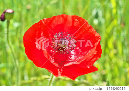 赤いポピーの花(春、五月) 赤いポピーの花(春、五月) 126840913