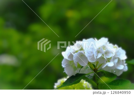 清々しい白花紫陽花 清々しい白花紫陽花 126840950