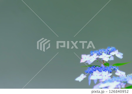 爽やかなブルーのガクアジサイ 126840952