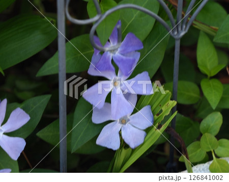 紫色の花を咲かすオオアラセイトウ 126841002