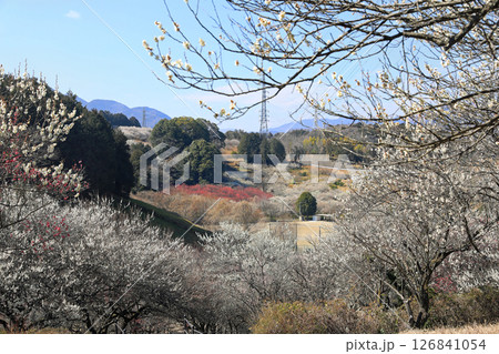 南足柄市運動公園の梅園 126841054