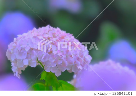 薄紅色の爽やかな紫陽花の花 薄紅色の爽やかな紫陽花の花 126841101