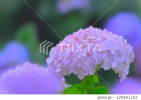薄紅色の爽やかな紫陽花の花 薄紅色の爽やかな紫陽花の花 126841102
