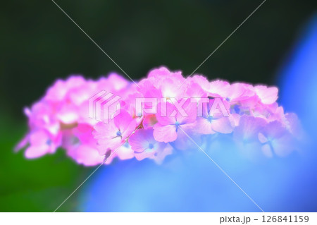 開花した爽やかなピンクの紫陽花 開花した爽やかなピンクの紫陽花 126841159