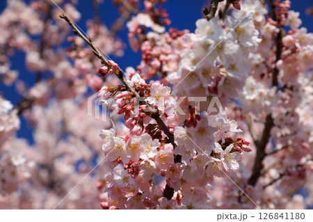 春木径の桜並木 春木径の桜並木 126841180