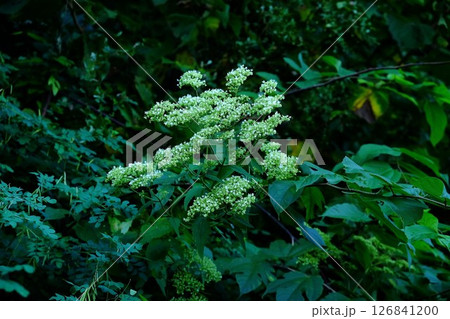 オトコエシの白い花 【相模原市津久井 10月】 オトコエシの白い花 【相模原市津久井 10月】 126841200