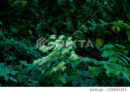 白いオトコエシの花　【相模原市津久井　10月】 126841201