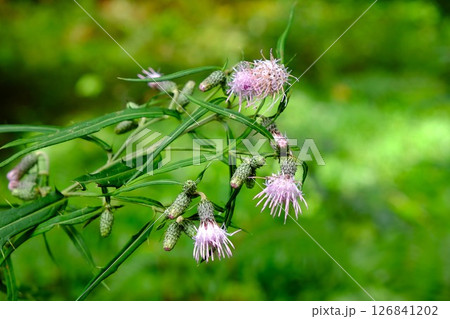 アズマヤマアザミ咲く 【相模原市津久井 10月】 アズマヤマアザミ咲く 【相模原市津久井 10月】 126841202