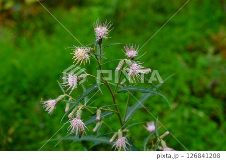 アズマヤマアザミ咲く　【相模原市津久井　10月】 126841208