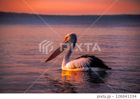 Close up Pelican swimming during sunset 126841334