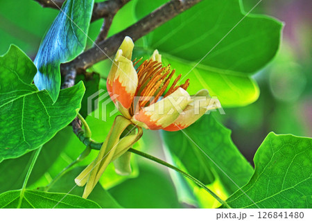 赤と黄色のユリノキの花(春、五月) 赤と黄色のユリノキの花(春、五月) 126841480