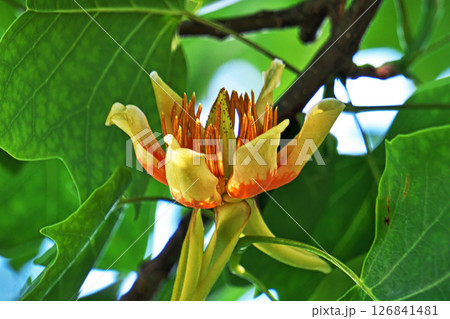 赤と黄色のユリノキの花（春、五月） 126841481