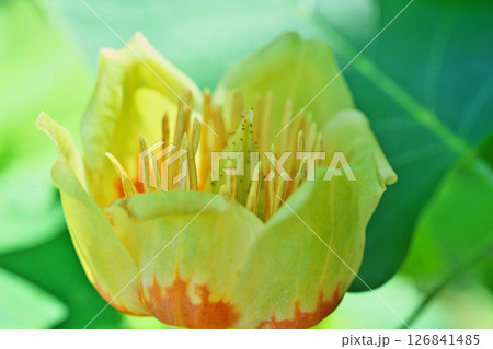 赤と黄色のユリノキの花(春、五月) 赤と黄色のユリノキの花(春、五月) 126841485