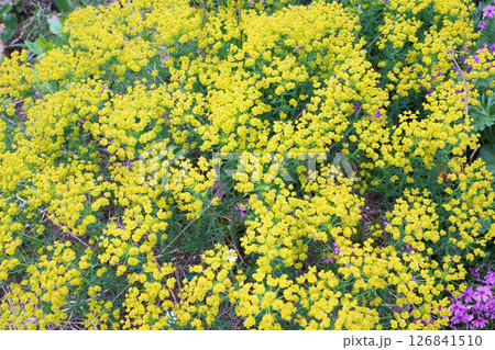 華やかな黄色の花 マツバトウダイ 華やかな黄色の花 マツバトウダイ 126841510