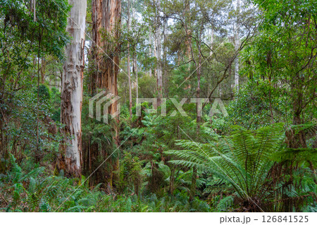 Hiking trail in forest along Cumberland River to Kalimna Falls, Great Ocean Road, Australia Hiking trail in forest along Cumberland River to Kalimna Falls, Great Ocean Road, Australia 126841525