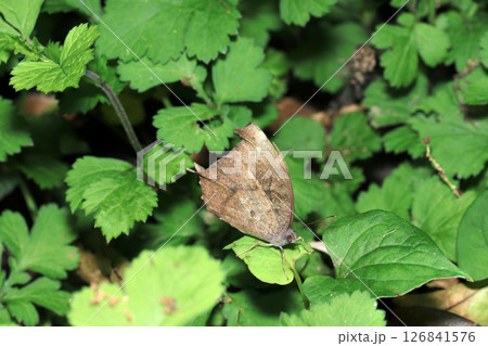 緑の茂みの中では見つけやすい枯葉に擬態するクロコノマチョウ(自然環境下マクロ撮影) 緑の茂みの中では見つけやすい枯葉に擬態するクロコノマチョウ(自然環境下マクロ撮影) 126841576