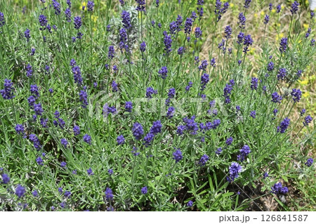 春の野原に咲く紫色のラベンダー 126841587