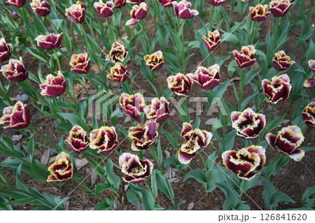 チューリップの花 チューリップの花 126841620