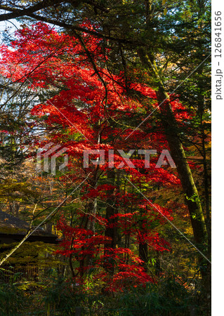 秋の信州　紅葉の長野県軽井沢町 126841656
