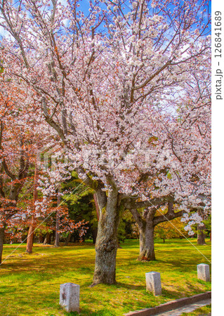 【京都風景】京都御苑 心が和む気品のある桜 【京都風景】京都御苑 心が和む気品のある桜 126841689