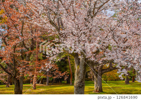 【京都風景】京都御苑 心が和む気品のある桜 【京都風景】京都御苑 心が和む気品のある桜 126841690