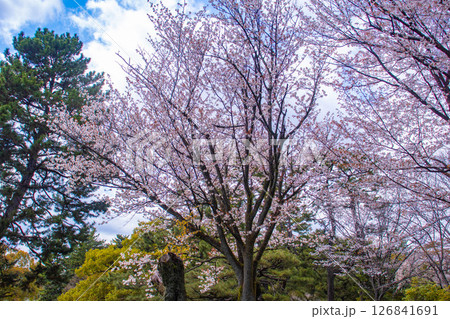【京都風景】京都御苑 心が和む気品のある桜 【京都風景】京都御苑 心が和む気品のある桜 126841691