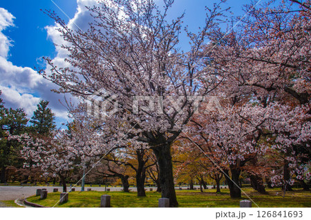 【京都風景】京都御苑　心が和む気品のある桜 126841693