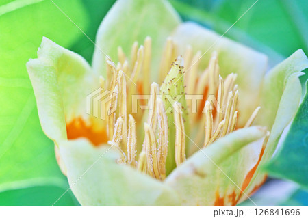 赤と黄色のユリノキの花(春、五月) 赤と黄色のユリノキの花(春、五月) 126841696