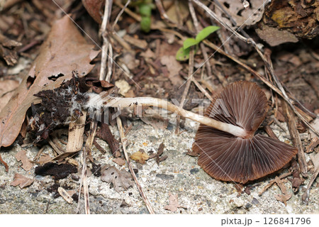 ナヨタケキノコの白い柄とヒダ柄画像(晴天下自然光マクロ撮影) ナヨタケキノコの白い柄とヒダ柄画像(晴天下自然光マクロ撮影) 126841796