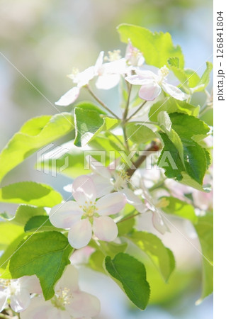りんご(陽光)の花のクローズアップ りんご(陽光)の花のクローズアップ 126841804