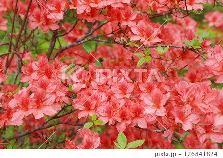 満開のヤマツツジ 126841824
