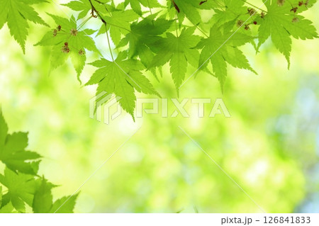 新緑のカエデの葉のクローズアップ 126841833