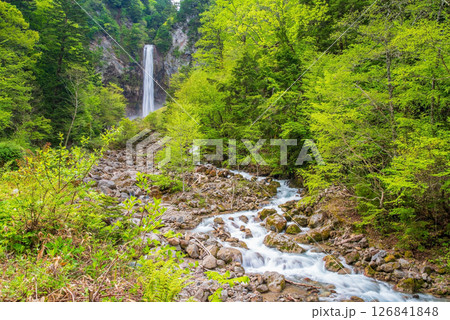 新緑シーズンの平湯大滝【奥飛騨温泉郷・平湯温泉・高山市】 126841848