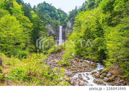 新緑シーズンの平湯大滝【奥飛騨温泉郷・平湯温泉・高山市】 新緑シーズンの平湯大滝【奥飛騨温泉郷・平湯温泉・高山市】 126841849