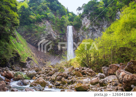 新緑シーズンの平湯大滝【奥飛騨温泉郷・平湯温泉・高山市】 新緑シーズンの平湯大滝【奥飛騨温泉郷・平湯温泉・高山市】 126841864
