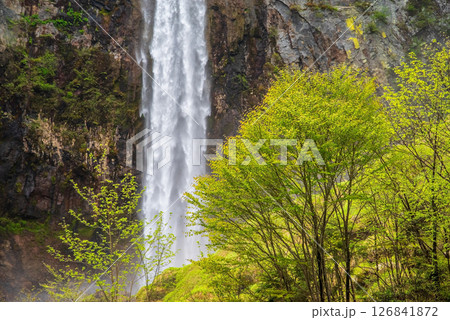 新緑シーズンの平湯大滝【奥飛騨温泉郷・平湯温泉・高山市】 新緑シーズンの平湯大滝【奥飛騨温泉郷・平湯温泉・高山市】 126841872